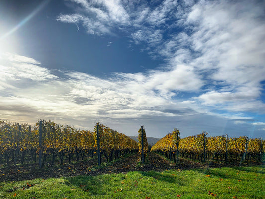 Harrow and Hope Vineyard interview by The English Wine Collection