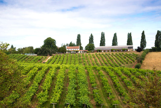 Three Choirs Vineyard Interview By The English Wine Collection