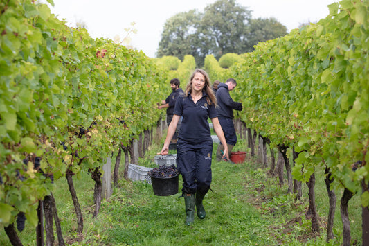 Nyetimber 2019 Harvest Report