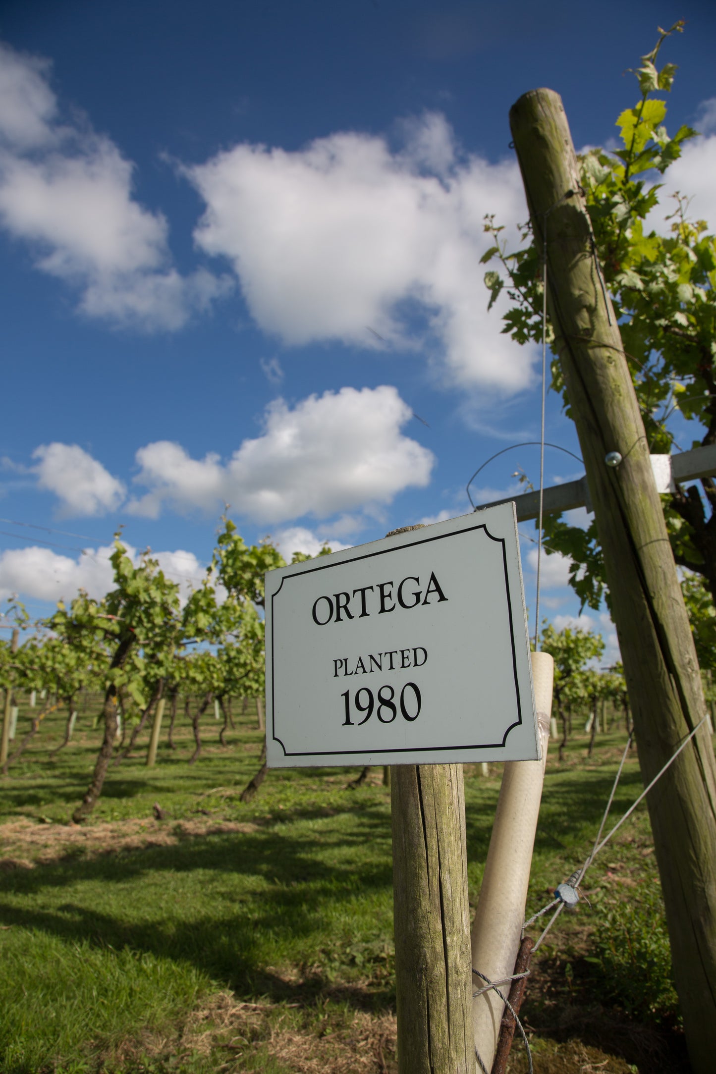 Biddenden Ortega engish wine