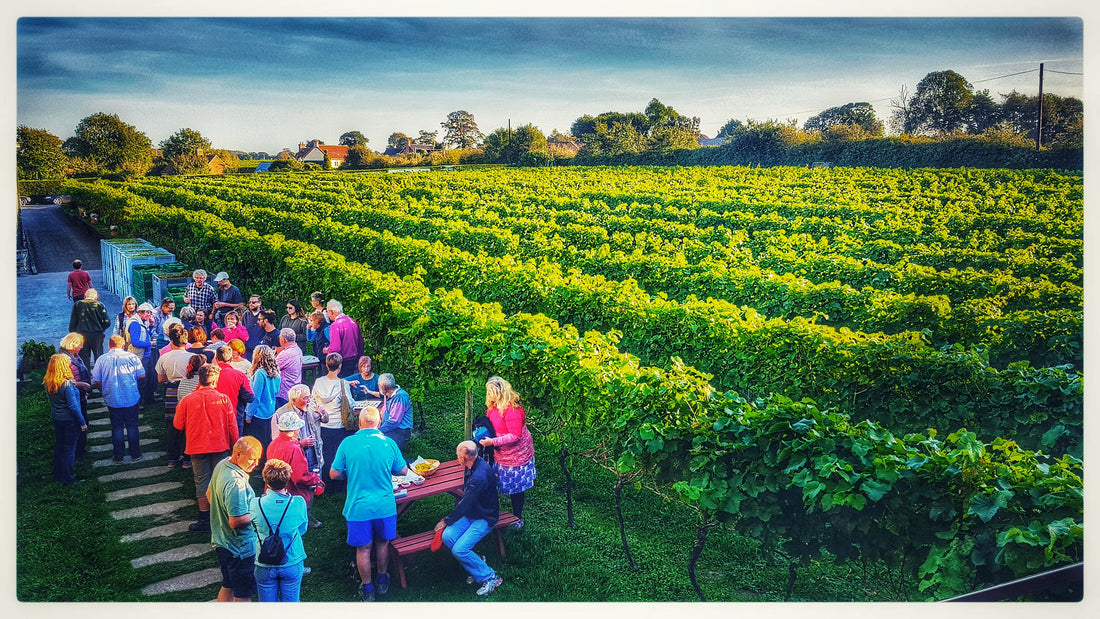 Winbirri Vineyard interview by The English Wine Collection