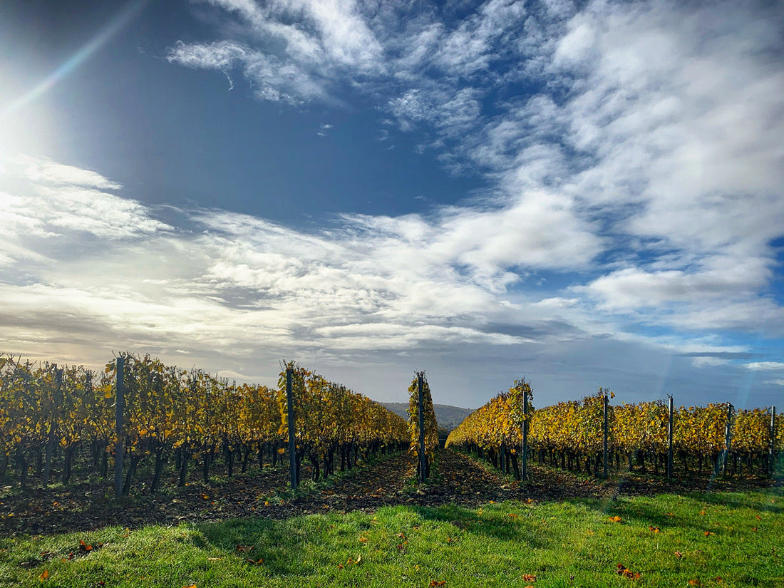 Harrow and Hope Vineyard interview by The English Wine Collection