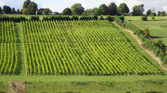 Meophams Vineyard interview by The English Wine Collection