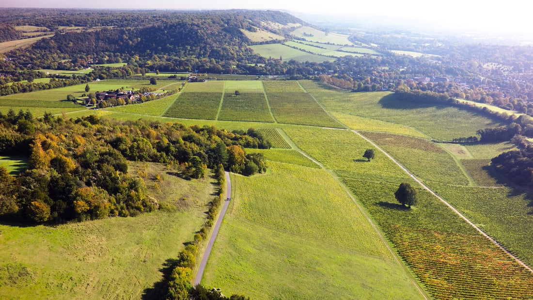 Denbies Vineyard interview by The English Wine Collection