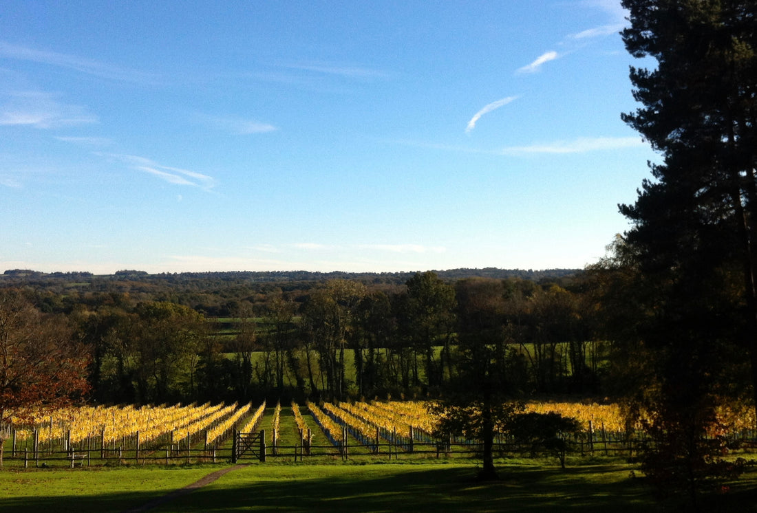 Fox and Fox vineyard interview by The English Wine Collection