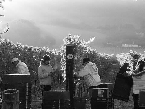 Hambledon Vineyard  interview by The English Wine Collection