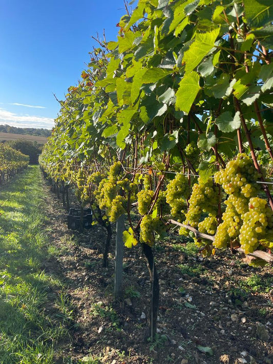 Hattingley Valley Vineyard interview by The English Wine Collection