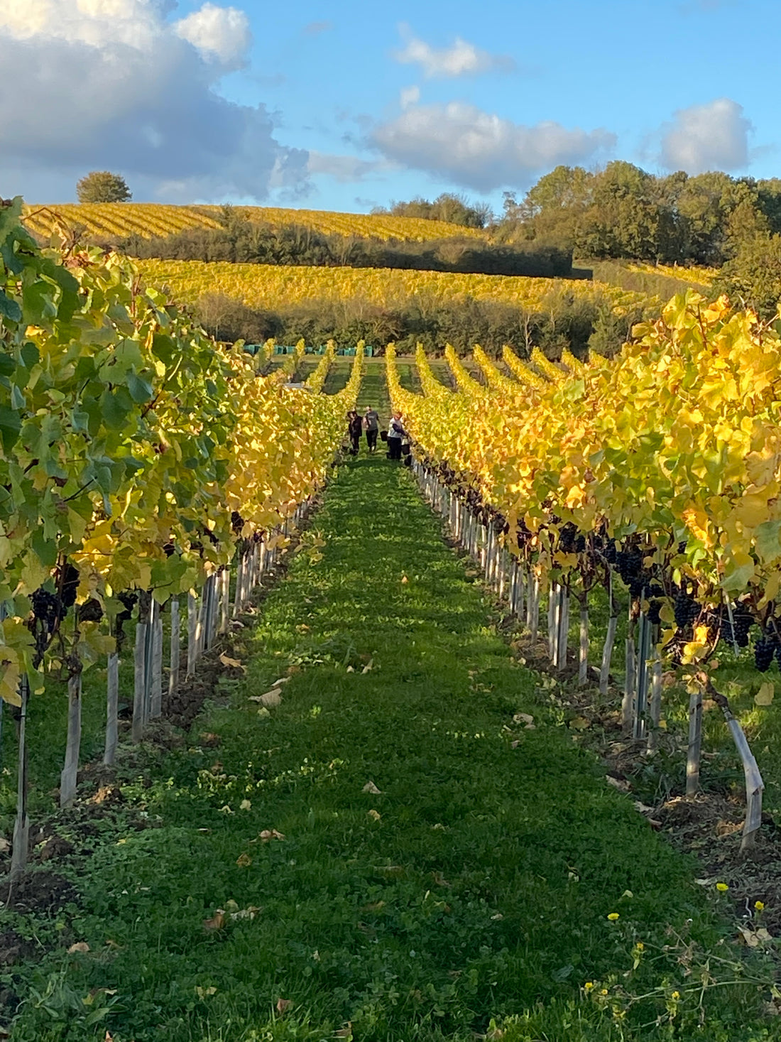 Martin's Lane Vineyard interview  by The English Wine Collection