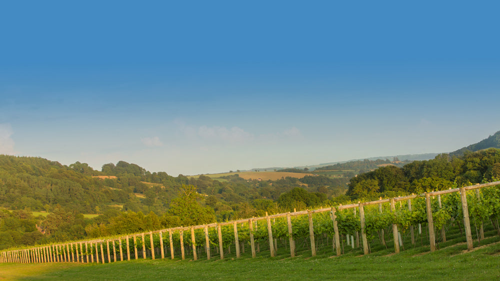 Lyme Bay Vineyard interview by The English Wine Collection