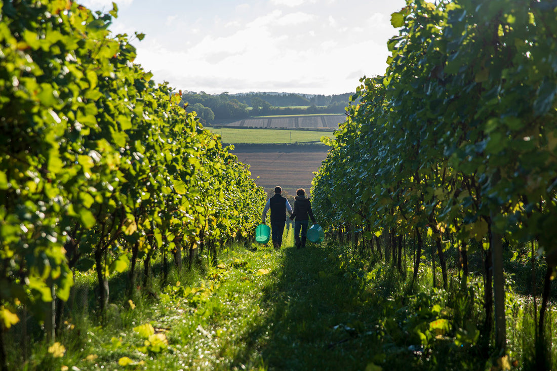 The Simpsons' wine tasting video with Henry Rymill