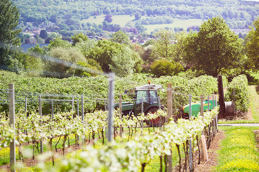 Sixteen Ridges Vineyard interview by The English Wine Collection