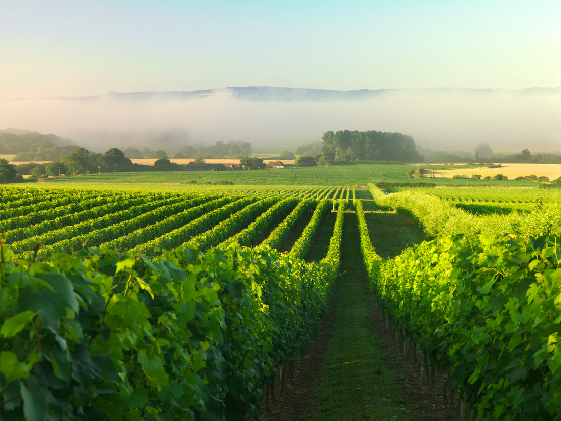 Nyetimber Vineyard interview by The English Wine Collection