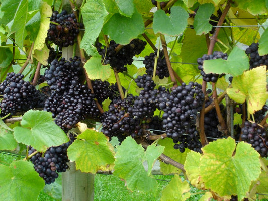 Wellhayes Vineyard interview by The English Wine Collection